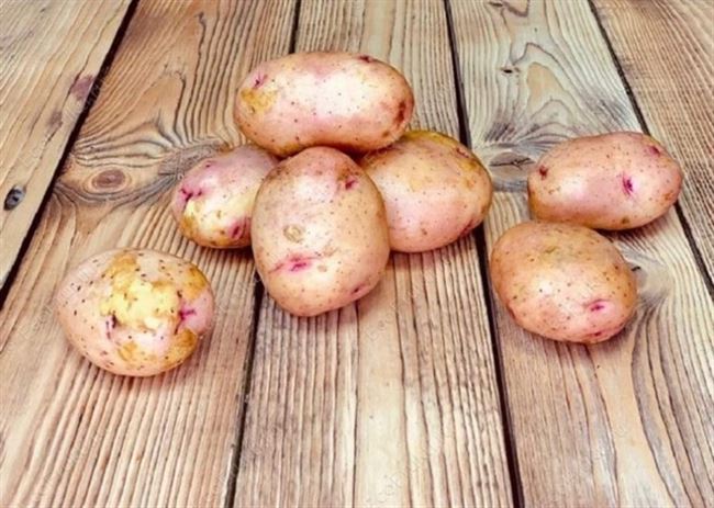 Посадка и выращивание картофеля сорта София